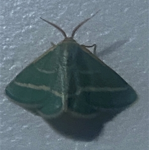Mixocera latilineata at Bonny Hills, NSW - suppressed