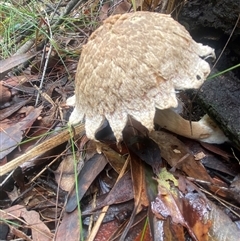 Unverified Fungus by pls047