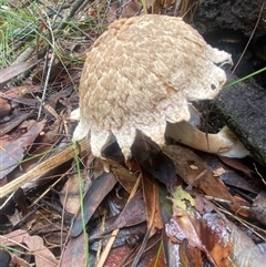 Boletellus sp. at Bonny Hills, NSW - suppressed