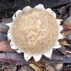 Boletellus sp. at Bonny Hills, NSW - suppressed