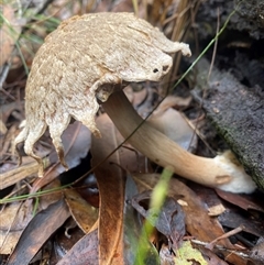 Boletellus sp. at Bonny Hills, NSW - suppressed