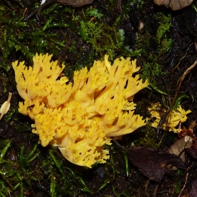 Unverified Coralloid fungus, markedly branched at Wellington Park, TAS - 9 May 2025 by VanessaC