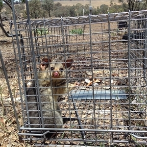 Trichosurus vulpecula (Common Brushtail Possum) at Crowther, NSW - 17 Dec 2018 by Frecko