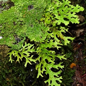 Unverified Lichen at Wellington Park, TAS - 9 May 2025 by VanessaC