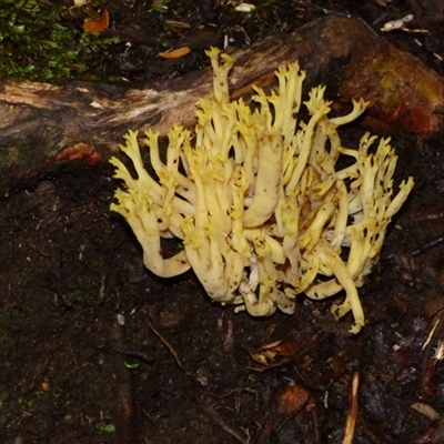 Unverified Coralloid fungus, markedly branched at Wellington Park, TAS - 9 May 2025 by VanessaC
