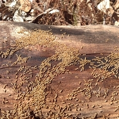 Termitoidae (informal group) (Unidentified termite) at Crowther, NSW - 27 Feb 2018 by Frecko