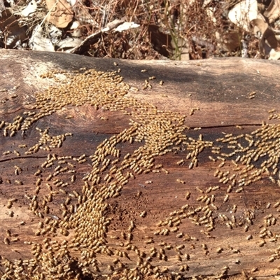Termitoidae (informal group) (Unidentified termite) at Crowther, NSW - 27 Feb 2018 by Frecko