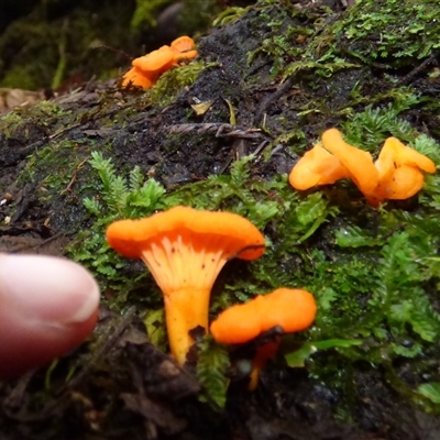 Unverified Fungus at Wellington Park, TAS - 9 May 2025 by VanessaC