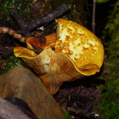 Unverified Fungus at Wellington Park, TAS - 9 May 2025 by VanessaC