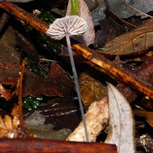 Marasmius sp. at Wellington Park, TAS - 9 May 2025 04:32 PM