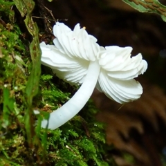 Unverified Cap on a stem; gills below cap [mushrooms or mushroom-like] at Wellington Park, TAS - 9 May 2025 by VanessaC