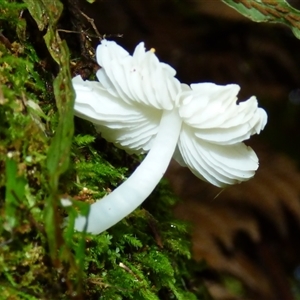 Unverified Cap on a stem; gills below cap [mushrooms or mushroom-like] at Wellington Park, TAS - 9 May 2025 by VanessaC