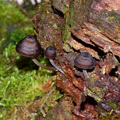 Unverified Cap on a stem; gills below cap [mushrooms or mushroom-like] at Wellington Park, TAS - 9 May 2025 by VanessaC