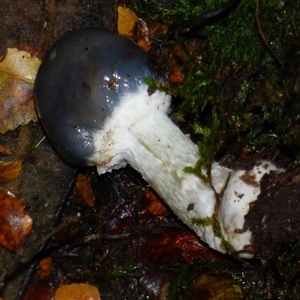 Unverified Fungus at Wellington Park, TAS - 9 May 2025 by VanessaC