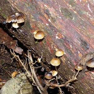 Unverified Cap on a stem; gills below cap [mushrooms or mushroom-like] at Wellington Park, TAS - 9 May 2025 by VanessaC