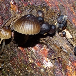Mycena sp. (genus) at Wellington Park, TAS - 9 May 2025 04:19 PM