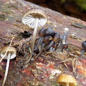 Mycena sp. (genus) at Wellington Park, TAS - 9 May 2025 04:19 PM