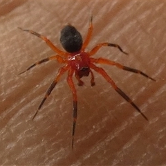 Ambicodamus crinitus at Ballyroe, NSW - 4 Apr 2020 by TwoRivers