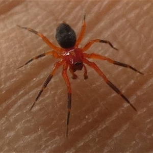 Ambicodamus crinitus at Ballyroe, NSW - 4 Apr 2020 by TwoRivers