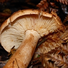 Unverified Cap on a stem; gills below cap [mushrooms or mushroom-like] at Wellington Park, TAS - 9 May 2025 by VanessaC