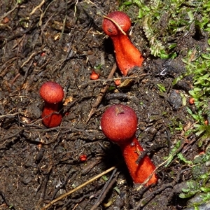 Unverified Club or stalk (maybe a forked or broader apex) at Wellington Park, TAS - 9 May 2025 by VanessaC