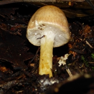 Unverified Cap on a stem; none of the above at Wellington Park, TAS - 9 May 2025 by VanessaC