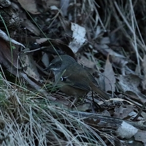 Sericornis frontalis (White-browed Scrubwren) at Wilsons Valley, NSW - Yesterday by MandyandScott