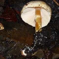 Unverified Cap on a stem; gills below cap [mushrooms or mushroom-like] at Wellington Park, TAS - 9 May 2025 by VanessaC