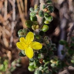 Asterolasia trymalioides (Alpine Star Bush) at Tharwa, ACT - 11 May 2025 by dan.clark
