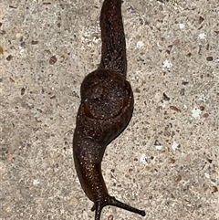 Unverified Snail or Slug (Gastropoda) at Main Creek, NSW - 9 May 2025 by Warrigal