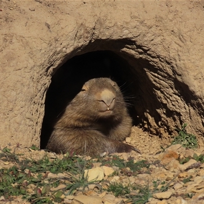 Vombatus ursinus (Common wombat, Bare-nosed Wombat) at Dry Plain, NSW - 10 May 2025 by AndyRoo