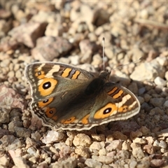 Junonia villida (Meadow Argus) at Tharwa, ACT - 12 May 2025 by RodDeb