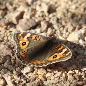 Junonia villida (Meadow Argus) at Tharwa, ACT - Yesterday by RodDeb