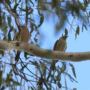 Ptilotula penicillata at Tharwa, ACT - Yesterday by RodDeb