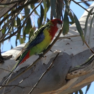 Platycercus eximius (Eastern Rosella) at Tharwa, ACT - Yesterday by RodDeb