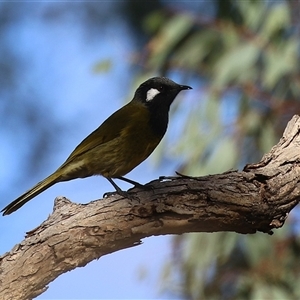 Nesoptilotis leucotis at Tharwa, ACT - Yesterday by RodDeb