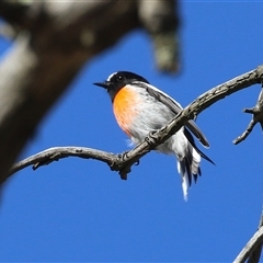 Petroica boodang (Scarlet Robin) at Tharwa, ACT - 12 May 2025 by RodDeb