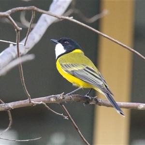 Pachycephala pectoralis (Golden Whistler) at Tharwa, ACT - Yesterday by RodDeb