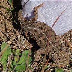 Tympanocryptis osbornei (Monaro Grassland Earless Dragon) at Dry Plain, NSW - 10 May 2025 by AndyRoo
