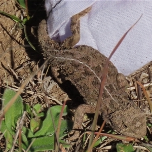 Amphibolurus muricatus at Dry Plain, NSW - 10 May 2025 by AndyRoo