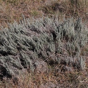 Chrysocephalum semipapposum at Dry Plain, NSW - 10 May 2025 by AndyRoo