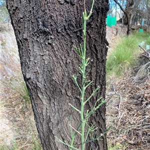 Exocarpos cupressiformis (Cherry Ballart) at Hackett, ACT - 11 May 2025 by waltraud