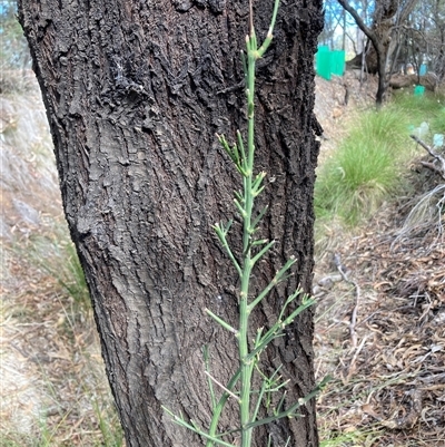 Exocarpos cupressiformis (Cherry Ballart) at Hackett, ACT - 11 May 2025 by waltraud