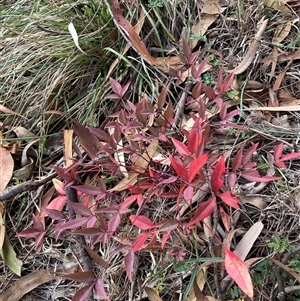 Nandina domestica (Sacred Bamboo) at Hackett, ACT - 11 May 2025 by waltraud