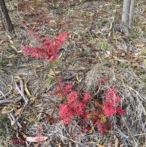 Unverified Other Tree at Hackett, ACT - 11 May 2025 by waltraud