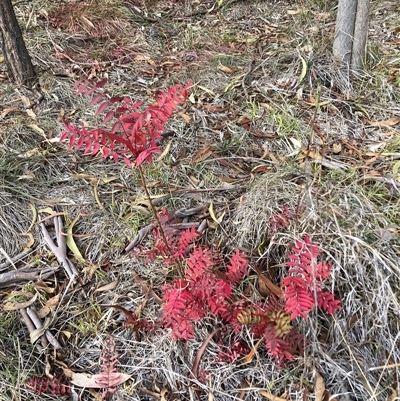 Pistacia chinensis (Chinese Pistachio) at Hackett, ACT - 11 May 2025 by waltraud