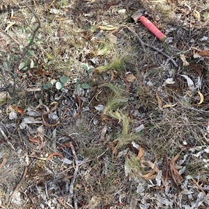 Nassella trichotoma (Serrated Tussock) at Watson, ACT - Yesterday by waltraud