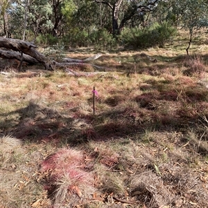 Nassella neesiana (Chilean Needlegrass) at Hackett, ACT - 11 May 2025 by waltraud