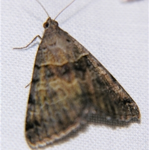 Unverified Noctuoid moth (except Arctiinae) at Rubyvale, QLD - 29 Oct 2009 by PJH123