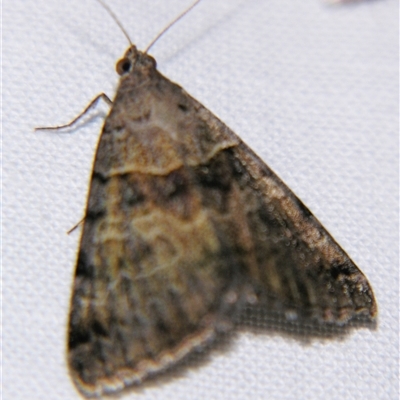 Mocis alterna at Rubyvale, QLD - 29 Oct 2009 by PJH123